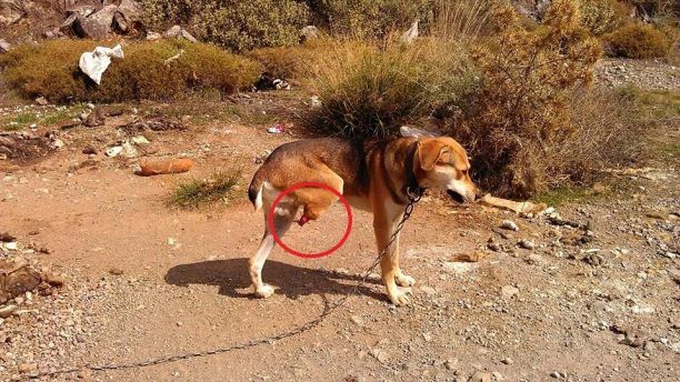 Έσωσαν το ακρωτηριασμένο σκυλί που κακοποιούσε κτηνοτρόφος σε ορεινή περιοχή του Ηρακλείου Κρήτης