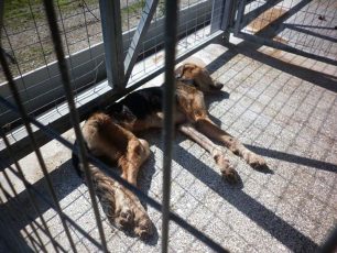Σκελετωμένα από την ασιτία τα σκυλιά που έκλεισε ο Μπέος στο Δημοτικό Κυνοκομείο Βόλου (βίντεο)