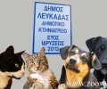 Α. Μακρυγιώργου: Το Σωματείο Ζωόφιλων Λευκάδας κατάφερε να φτιάξει και ένα εγχειρίδιο για τη δημιουργία δημοτικού κτηνιατρείου (ηχητικό)