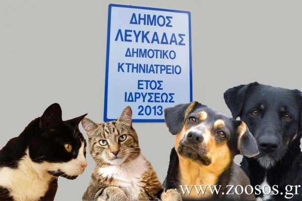 Α. Μακρυγιώργου: Το Σωματείο Ζωόφιλων Λευκάδας κατάφερε να φτιάξει και ένα εγχειρίδιο για τη δημιουργία δημοτικού κτηνιατρείου (ηχητικό)