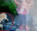 Καταδικάστηκε με αναστολή κυνηγός που εκτέλεσε σκύλο μπροστά σε κοριτσάκι στον Άβαντα Έβρου το 2015