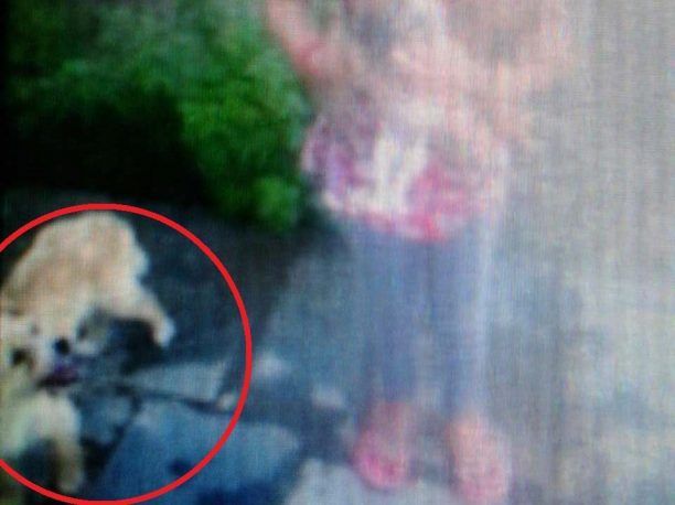 Άβαντας Έβρου: Εκτέλεσε το σκυλί μπροστά στο 6χρονο κοριτσάκι που τον παρακαλούσε να μην το κάνει