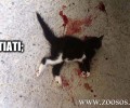 Λήμνος: Hλικιωμένος σκότωσε το γατάκι χτυπώντας το επανειλημμένα με μπετόβεργα