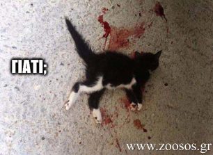 Λήμνος: Hλικιωμένος σκότωσε το γατάκι χτυπώντας το επανειλημμένα με μπετόβεργα