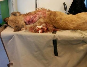 Βρήκε το σκυλί πυροβολημένο κοντά στην Μάκρη Αρκαδίας