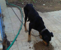 Έκκληση για τη φιλοξενία του σκελετωμένου σκυλιού που εγκαταλείφθηκε σε ερημική περιοχή στα Μέγαρα