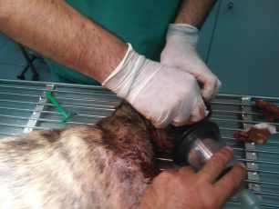 Αναρρώνει το σκυλί που πυροβολήθηκε στο κεφάλι στον Μύρτο Λασιθίου (βίντεο)