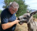 Πρόγραμμα δωρεάν φροντίδας ιπποειδών από την Φιλοζωική Κρήτης