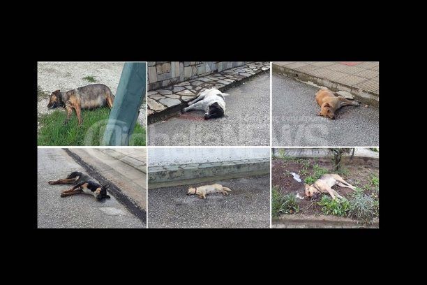 Διαμαρτυρία για την εξόντωση 20 αδέσποτων με φόλες στην Οιχαλία Τρικάλων