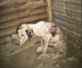 Κατέθεσαν καταγγελία σε βάρος του συλλέκτη που κακοποιεί τα έγκλειστα ζώα στο Παναιτώλιο Αιτωλοακαρνανίας