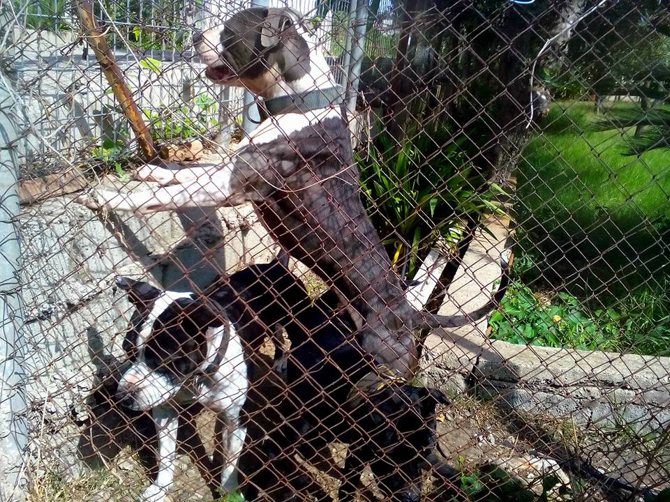 Δίνει 2.000 € σε όποιον αποκαλύψει ποιος δηλητηρίασε τον σκύλο του στο Κατάκολο 2 PitbullKatakoloIce (1)