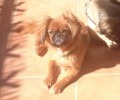 Χάθηκε σκυλάκι που πάσχει από επιληψία στον Άγιο Δημήτριο Αττικής