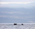 Το δελφίνι «συνοδεύει» τους πρόσφυγες σ’ αυτό το ταξίδι σωτηρίας…