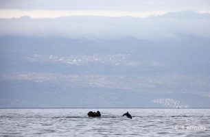 Το δελφίνι «συνοδεύει» τους πρόσφυγες σ’ αυτό το ταξίδι σωτηρίας…