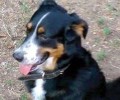 Χάθηκε σκύλος στη Νέα Σμύρνη Αττικής