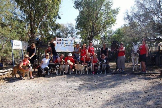 Σαντορίνη: Πετούν στον δρόμο τα σκυλιά του καταφυγίου και διώκουν εκείνους που φροντίζουν τα γαϊδούρια