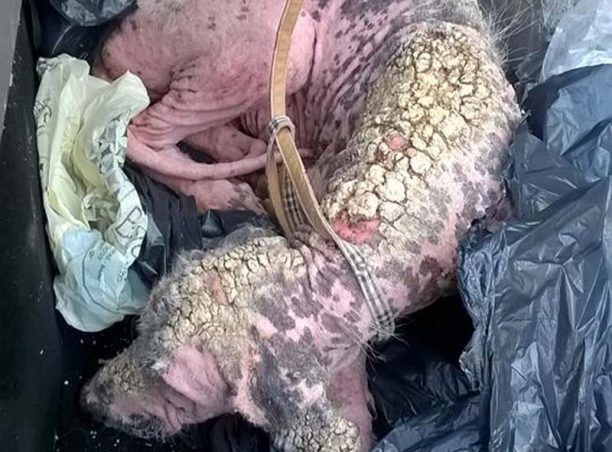 Πέθανε από ανακοπή ο σκύλος που περιφερόταν σαν ζωντανή μούμια στον Δήμο Σαρωνικού