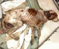 Βρήκαν τον σκύλο θαμμένο ζωντανό στα Ζαρουχλέικα Πάτρας (βίντεο)