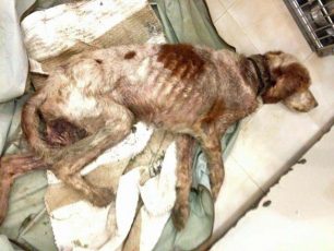 Βρήκαν τον σκύλο θαμμένο ζωντανό στα Ζαρουχλέικα Πάτρας (βίντεο)