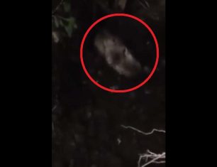 Πέθανε το σκυλί που κάποιος έθαψε ζωντανό στα Ζαρουχλέικα Πάτρας (βίντεο)