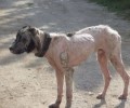 Έκκληση για την σωτηρία του σκύλου που περιφέρεται άρρωστος στη Σίνδο Θεσσαλονίκης