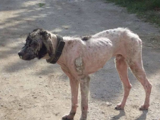 Έκκληση για την σωτηρία του σκύλου που περιφέρεται άρρωστος στη Σίνδο Θεσσαλονίκης