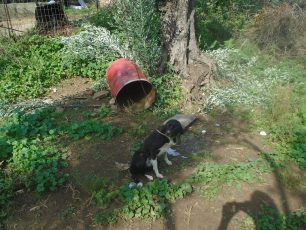 Συστηματικά αδιάφορη η ΕΛ.ΑΣ. για την κακοποίηση των ζώων στην Σκόπελο