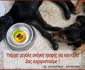 Χωρίς νερό για 8η ημέρα αφήνει 250 σκυλιά ο Δήμος Περάματος