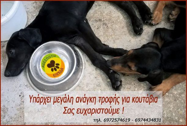 Χωρίς νερό για 8η ημέρα αφήνει 250 σκυλιά ο Δήμος Περάματος