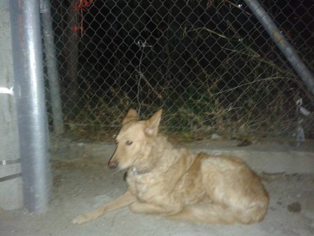 Έχασαν ή εγκατέλειψαν το σκυλί που βρέθηκε δεμένο πίσω από το γήπεδο του Ολυμπιακού στον Πειραιά;