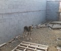 Καλαμπάκα: Τον καταδίκασαν γιατί είχε τον σκύλο του δεμένο χωρίς τροφή, νερό, στέγη