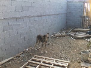Καλαμπάκα: Τον καταδίκασαν γιατί είχε τον σκύλο του δεμένο χωρίς τροφή, νερό, στέγη