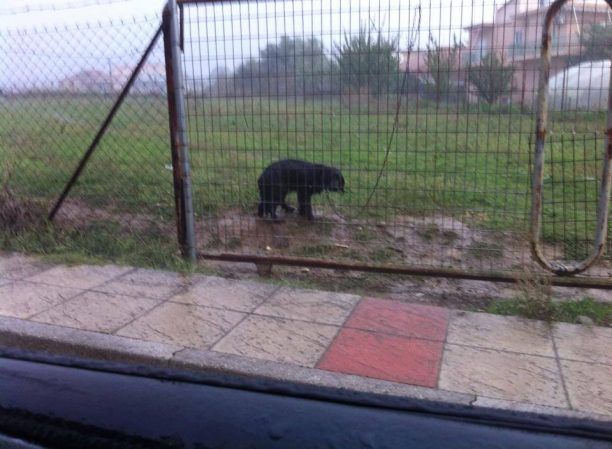 Έκκληση για την σωτηρία του σκύλου που κακοποιείται από τον ιδιοκτήτη του στη Μ. Χώρα Νεάπολης Αγρινίου