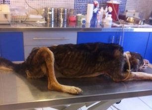 Στον κτηνίατρο ο άρρωστος σκύλος που περιφερόταν εξαθλιωμένος στον Σείριο Ωρωπού