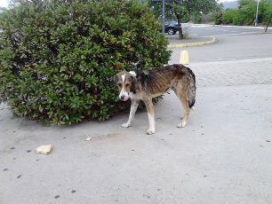 Έκκληση για τον σκελετωμένο σκύλο που περιφέρεται στον Σείριο στην Μαλακάσα