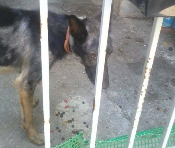Καταδίκασαν τον ιδιοκτήτη του σκύλου για την παθητική κακοποίηση του ζώου του στον Ταύρο (βίντεο)
