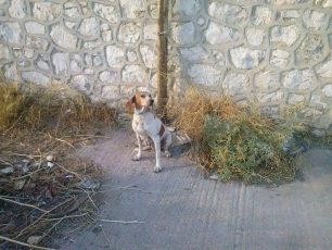 Πέραμα: Εγκατέλειψε δένοντας στην κολώνα τον σκύλο που θέλησε να ξεφορτωθεί