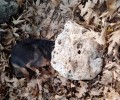 Σκότωσε τον σκύλο συνθλίβοντας το κεφάλι του μ’ ένα βράχο στο Θέρισο Χανίων