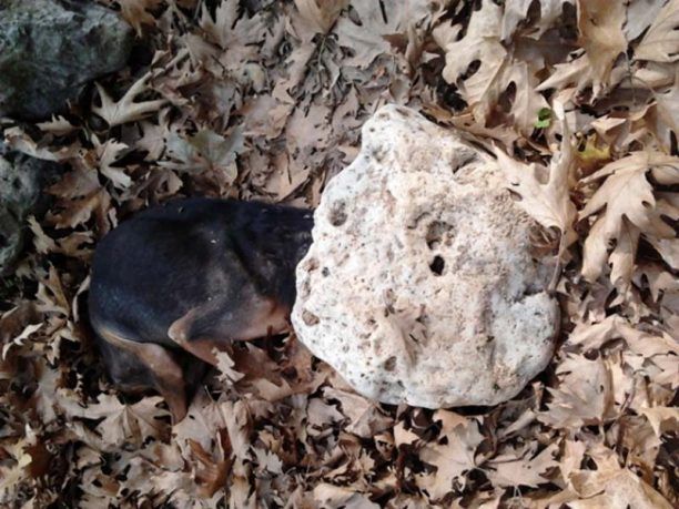 Σκότωσε τον σκύλο συνθλίβοντας το κεφάλι του μ’ ένα βράχο στο Θέρισο Χανίων