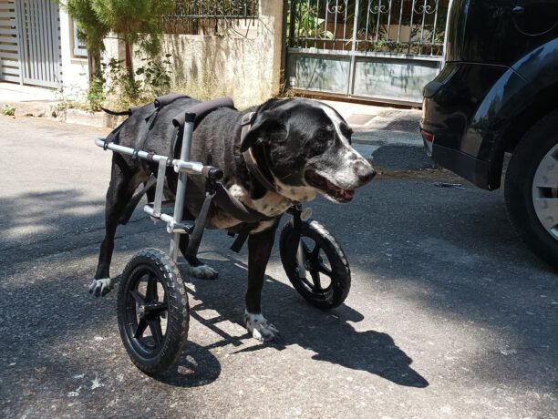 Που να βρείτε-αγοράσετε αμαξίδια για παράλυτα-ανάπηρα ζώα