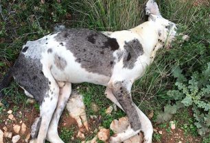 Πτώματα και σκελετούς σκύλων πέριξ του Δημοτικού Κυνοκομείου Βόλου βρήκαν οι φιλόζωοι (βίντεο)