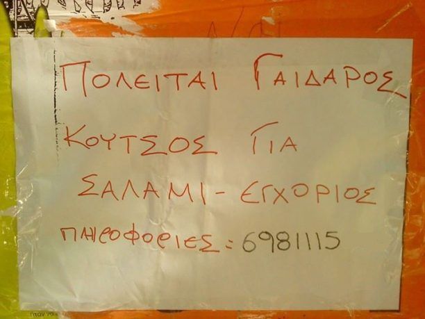 «ΠΟΛΕΙΤΑΙ ΓΑΙΔΑΡΟΣ ΚΟΥΤΣΟΣ ΓΙΑ ΣΑΛΑΜΙ - ΕΓΧΟΡΙΟΣ»
