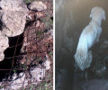 Αγ. Φλώρος Μεσσηνίας: Με πέτρες και πλέγμα έκλεισε το πηγάδι για πεθάνει εκεί εγκλωβισμένο το σκυλί