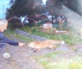 Στις 29-11-2016 η δίκη του κυνηγού που σκότωσε αλεπού σε παιδική χαρά μπροστά σε 7χρονο κοριτσάκι