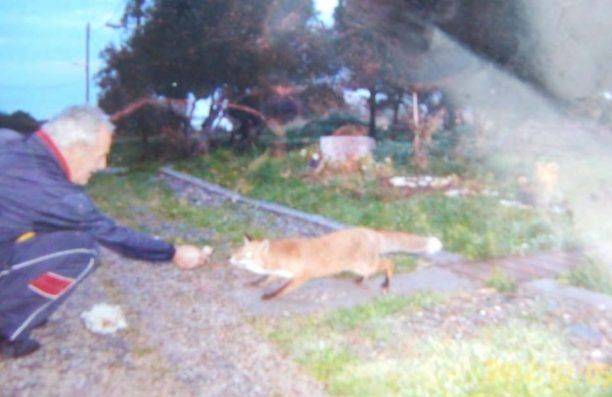Λακωνία: Αναβλήθηκε για τρίτη φορά η δίκη του δολοφόνου της αλεπούς στην Καστέλλα Μονεμβασιάς