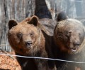 Αχώριστες και στο καταφύγιο του ΑΡΚΤΟΥΡΟΥ οι αρκούδες του Ζωολογικού Κήπου Θεσσαλονίκης