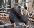 Σύσκεψη αρμοδίων για τις αρκούδες στην Καστοριά