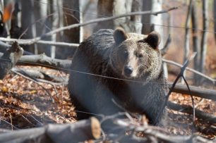 Σύσκεψη αρμοδίων για τις αρκούδες στην Καστοριά