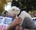 Τι φταίει το αρνάκι που οι κτηνοτρόφοι έφεραν σήμερα στη διαδήλωση για να διαμαρτυρηθούν;