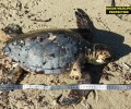 Άλλη μια θαλάσσια χελώνα καρέτα - καρέτα νεκρή στη Νάξο